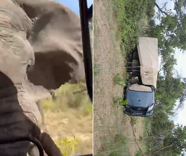 Разъярённый слон напал на туристов во время сафари в Замбии