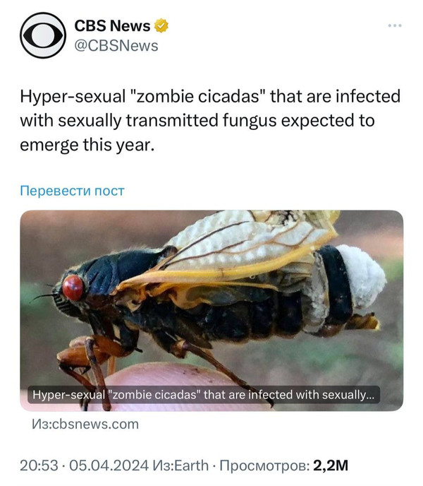 В США ожидается нашествие сексуально озабоченных «зомби-цикад», заражённых грибком