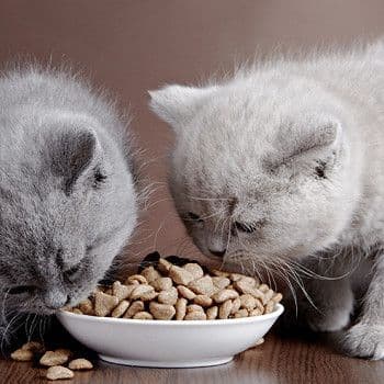 Можно ли человеку есть кошачий корм ?