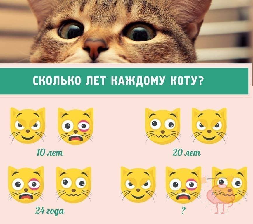 Сколько лет каждому коту?