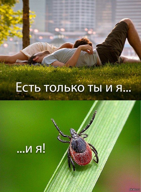 Мужик занялся сексом в лесу и получил 4 клеща на член