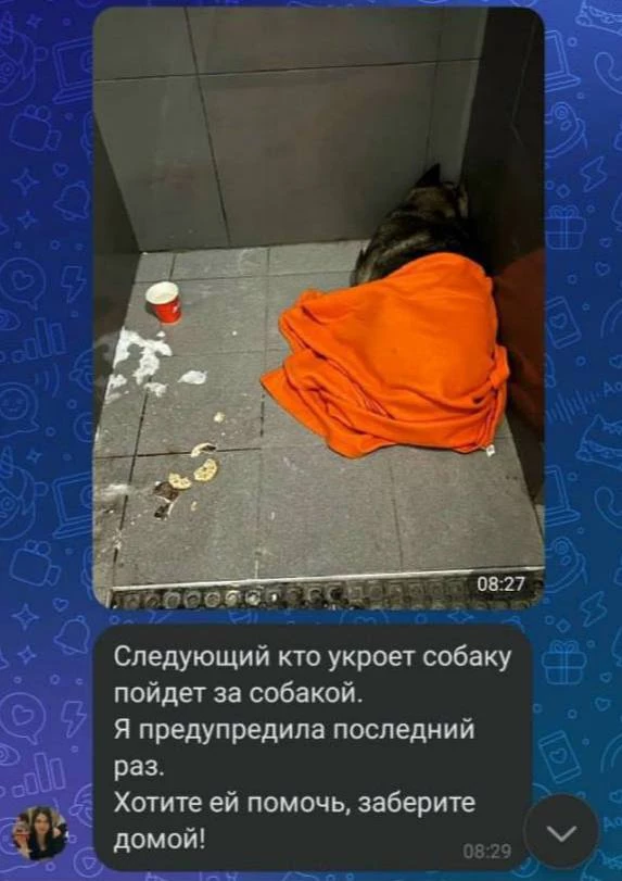 Бойкот Додо Пиццы: курьера уволили за то, что спасал замерзающего пса от мороза