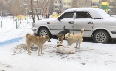 В Улан-Уде хотят ввести мораторий на гуманное обращение с собаками.