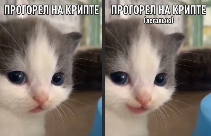 ЦБ даёт зелёный свет крипте, но с огромными ограничениями