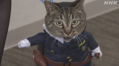 В Японии кошка на один день стала главой отделения полиции.