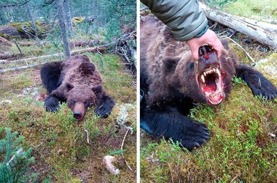 В Красноярском нацпарке «Ергаки» здоровый медведь сожрал 16-летнего подростка.