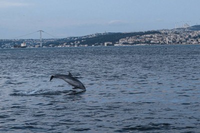 На берега Черного Моря выкинуло несколько тысяч дельфинов