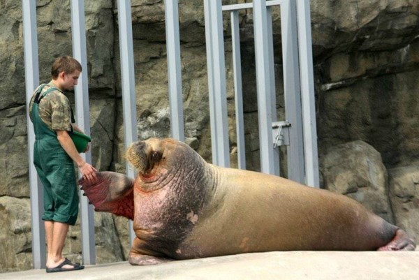Московский зоопарк хочет купить моржа