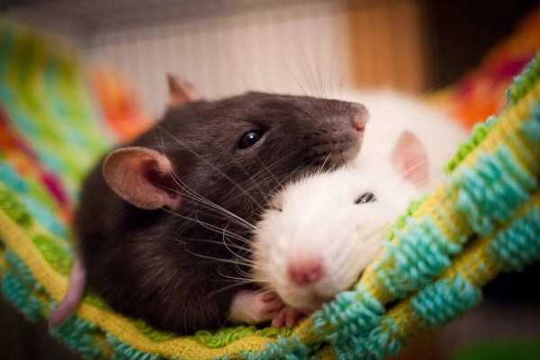 Нью-Йорк ищет директора службы борьбы с крысами
