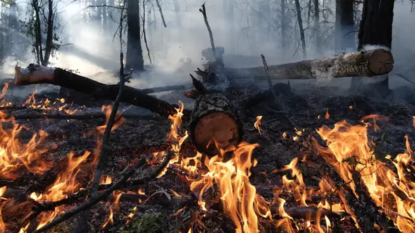 Ученые рассказали о последствиях лесных пожаров