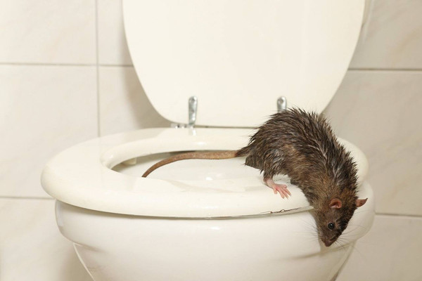 В Москве крыса проникла в туалет 54-летней женщины и попыталась укусить её за жопу